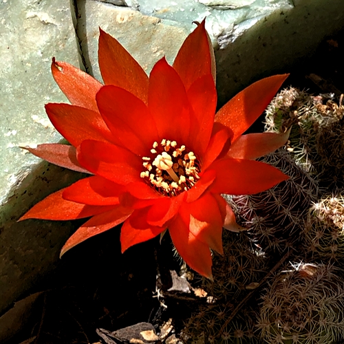 Cactus Red Flower