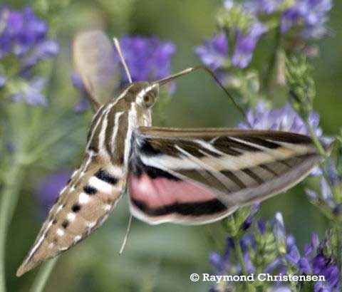 Christensen Sphinx Moth Photo