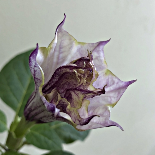 Datura Flower