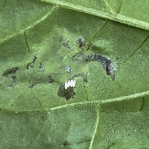 Datura Seedling Leaf Damage–Eggs