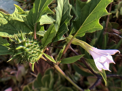 Datura Flower and Pod