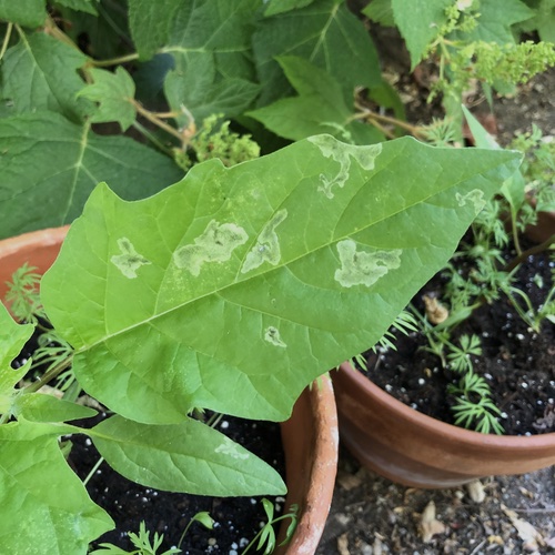 Datura Seedling Leaf Damage