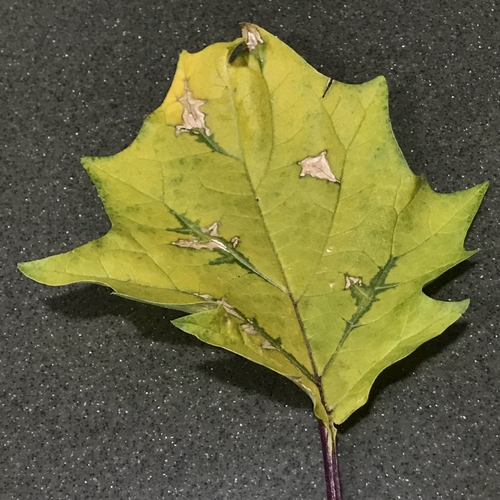 Datura Leaf Damage