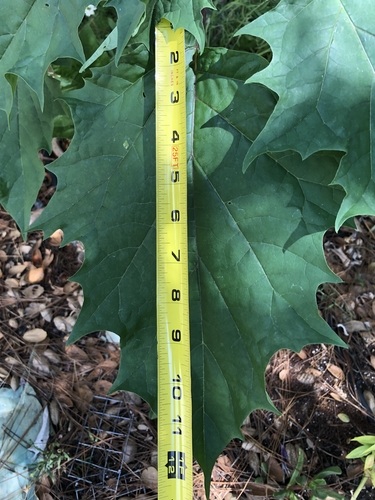 Datura Leaf Scale