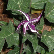 Datura Purple Image