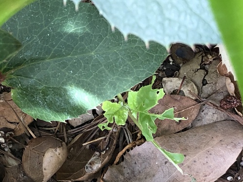 Datura Seedling Leaf Damage
