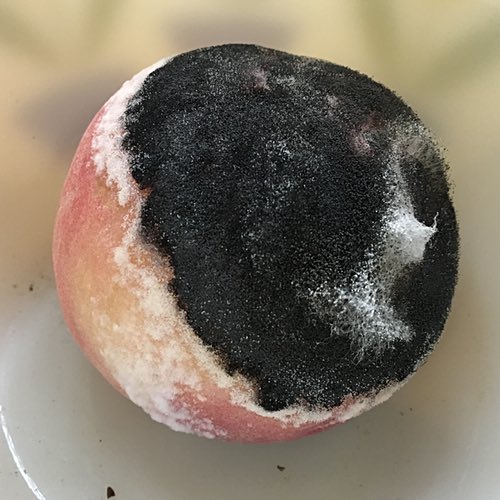 Peach Mold