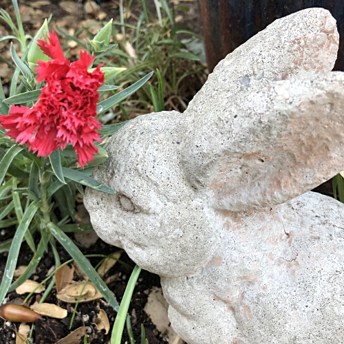 Dianthus and Bunny