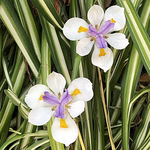 Dietes and Companion