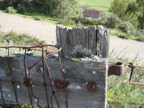 Lichen on Fence