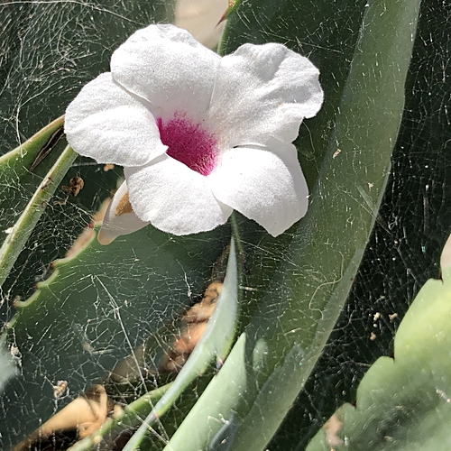 Flower in Web