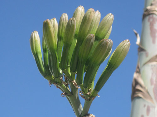 Agave Flower Tips
