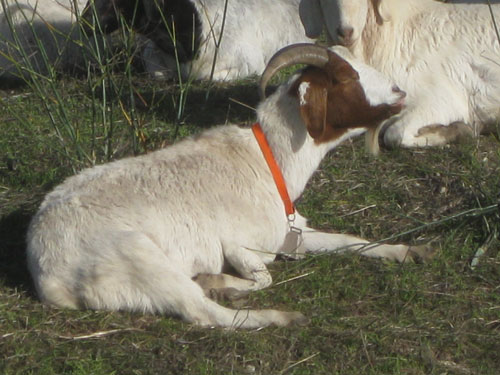 Goat Wearing Bell
