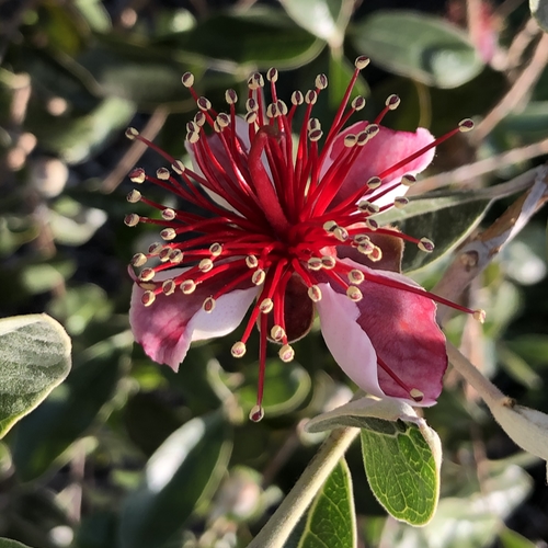 Guava Flowers