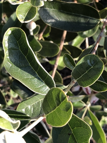 Guava Leaves