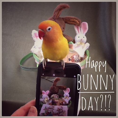 Happy Bunny Day