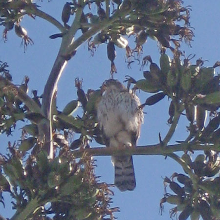 Hawk in the Agave