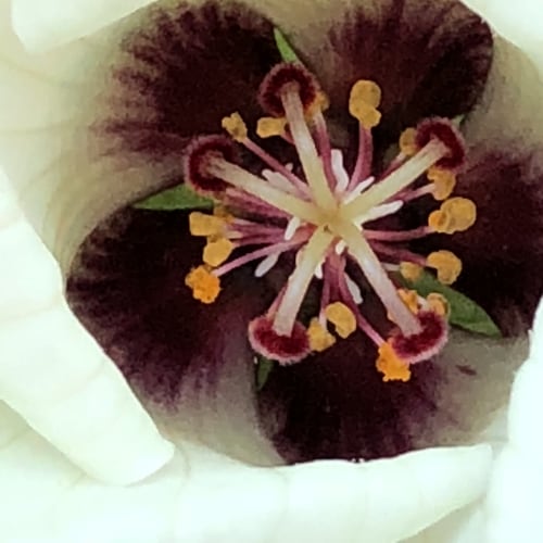 Hibiscus trionum flower detail