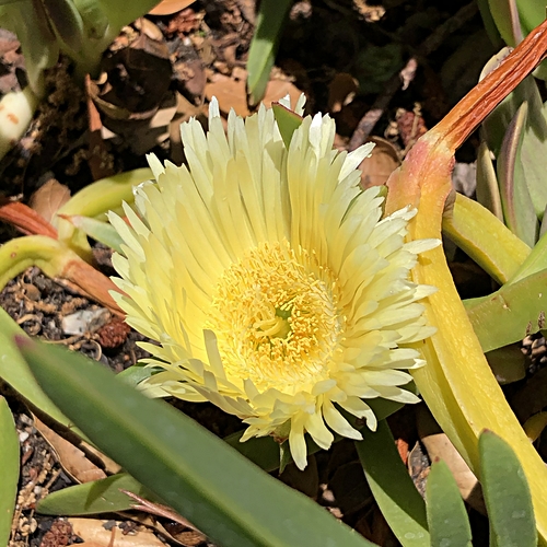 Ice Plant Flower