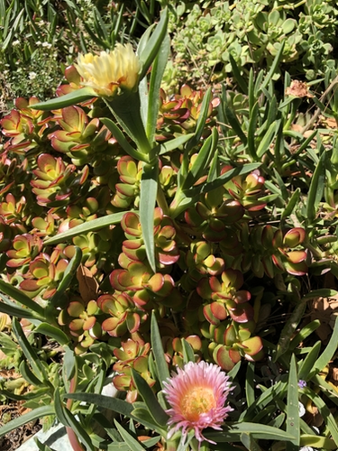 Ice Plant Yellow and Pink