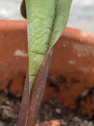 Ledebouria coriacea