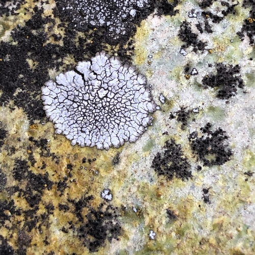 Grey Lichen