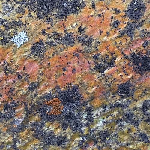 Red Lead Glaze and Orange Lichen