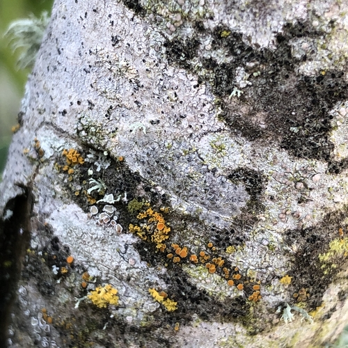 Lichens on Lilac