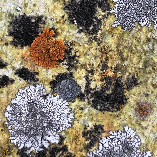 Grey and Orange Lichens