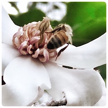 Magnolia Bloom with Bee