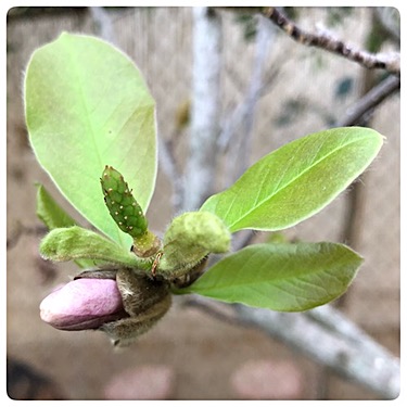 Magnolia Bud with Pod