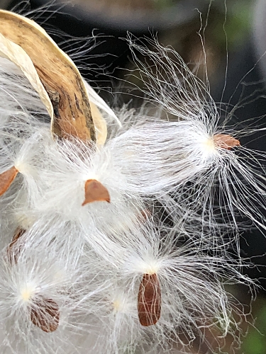Milkweed Silk and Seeds