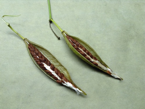 Milkweed Seed pods