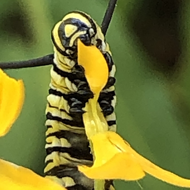 Monarch Eating