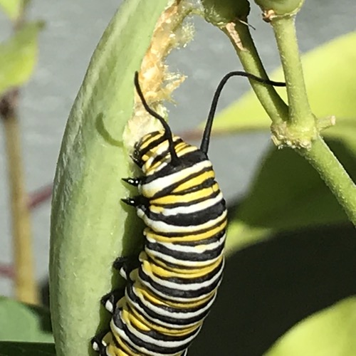 Caterpillar and Seedpod