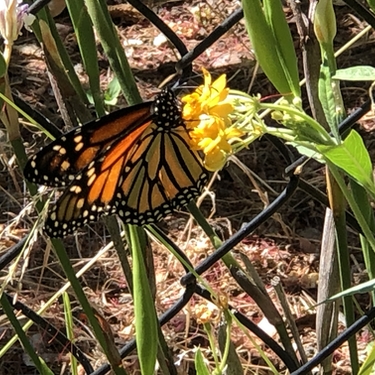 Monarch Visitor