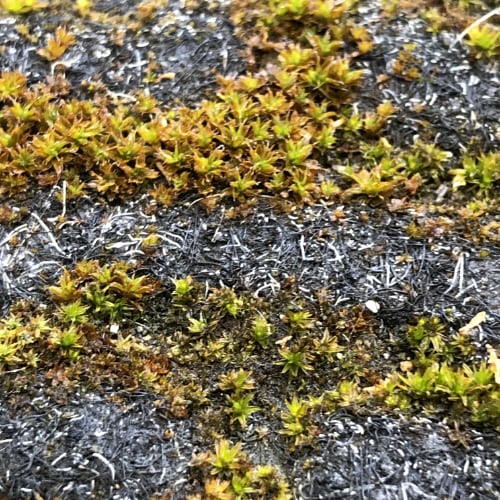 Moss Doormat