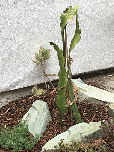 Trapped Cactus