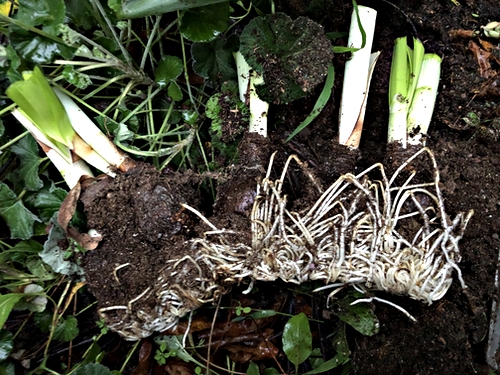 Narcissus Roots