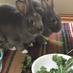 New Bunny Family Members