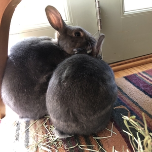 New Bunny Family Members