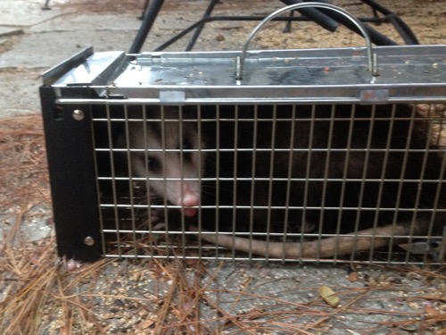 Opossum in Trap