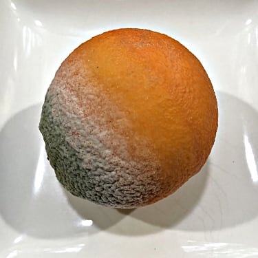 Orange Mold