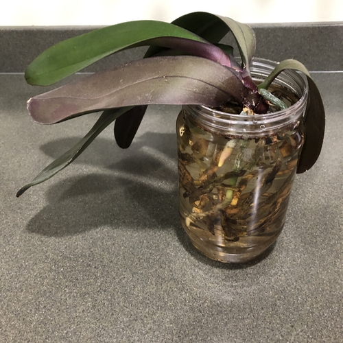Orchid Soaking in Water
