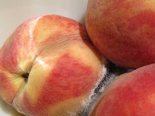 Peaches 20130607
