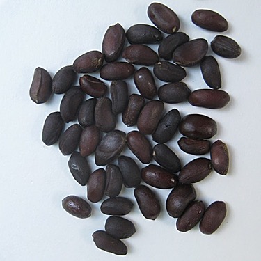 Paeonia Seeds