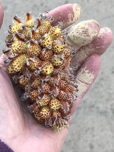 Pine Pollen in Hand
