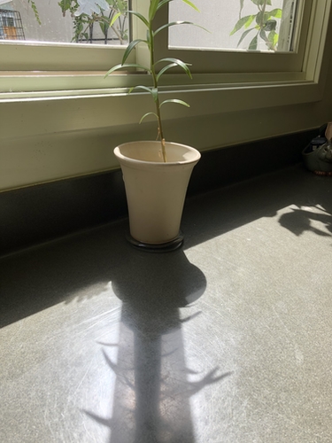 Plant Shadow