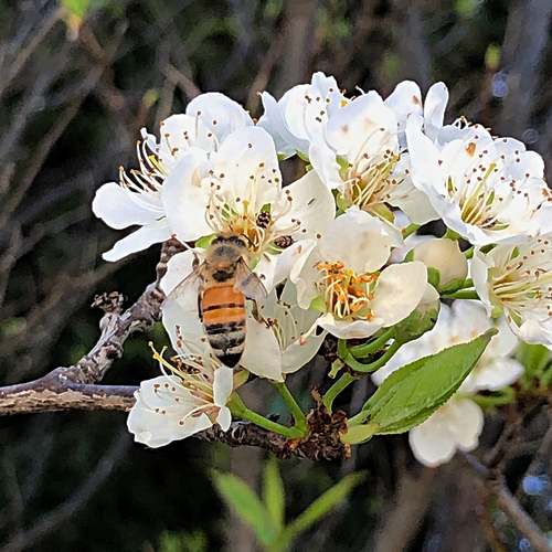  Bee on Plum