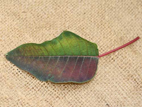 Poinsettia Leaf